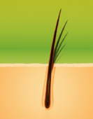 Sussex Trichology - Logo